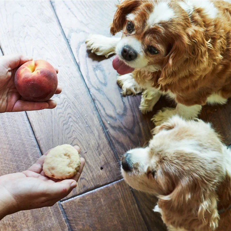 A Guide to Dog-Friendly Treats